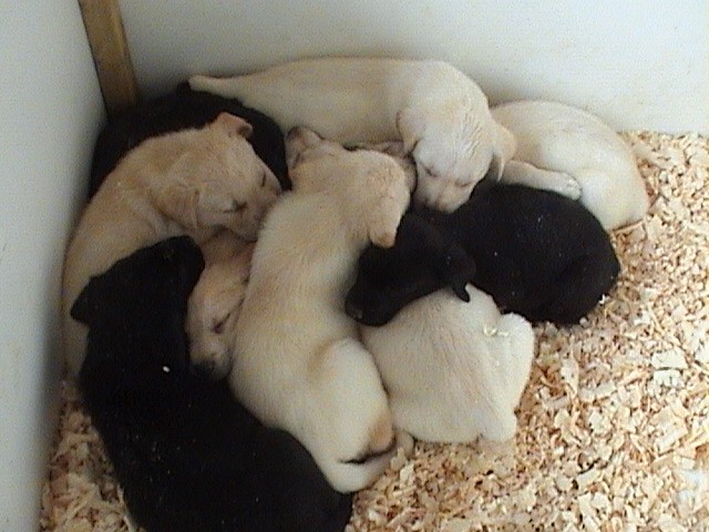 Roo's 04 pups 002.jpg